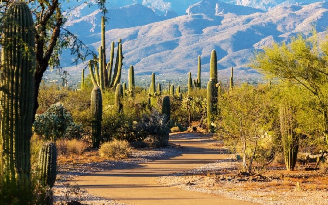 10 Things To Experience In Arizona During Spring